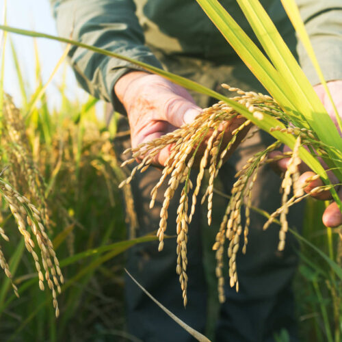 man checking ripe rice in autumn