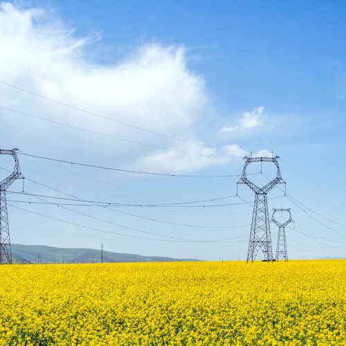 powerlines in field of flowers