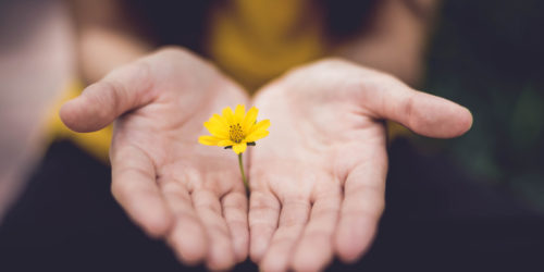 sunflower between two palms
